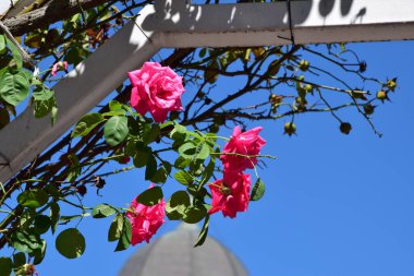 The pink rose means happiness, grace and sweet joy, being the flower of gentle emotions. It also symbolizes femininity, refinement and elegance.