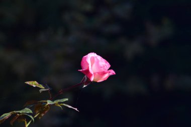 The pink rose means happiness, grace and sweet joy, being the flower of gentle emotions. It also symbolizes femininity, refinement and elegance.