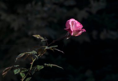 The pink rose means happiness, grace and sweet joy, being the flower of gentle emotions. It also symbolizes femininity, refinement and elegance.
