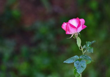 The pink rose means happiness, grace and sweet joy, being the flower of gentle emotions. It also symbolizes femininity, refinement and elegance.