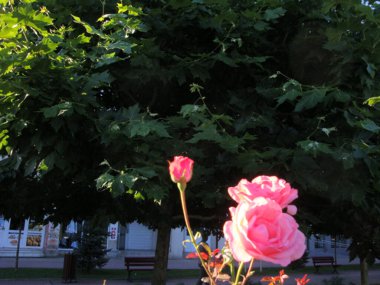 The pink rose means happiness, grace and sweet joy, being the flower of gentle emotions. It also symbolizes femininity, refinement and elegance.