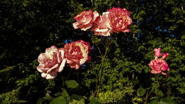 The pink rose means happiness, grace and sweet joy, being the flower of gentle emotions. It also symbolizes femininity, refinement and elegance.