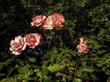 The pink rose means happiness, grace and sweet joy, being the flower of gentle emotions. It also symbolizes femininity, refinement and elegance.