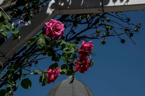 Pink Rose Means Happiness Grace Sweet Joy Being Flower Gentle — Stockfoto