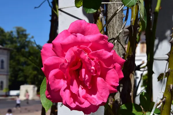 Pink Rose Means Happiness Grace Sweet Joy Being Flower Gentle — Stock Fotó