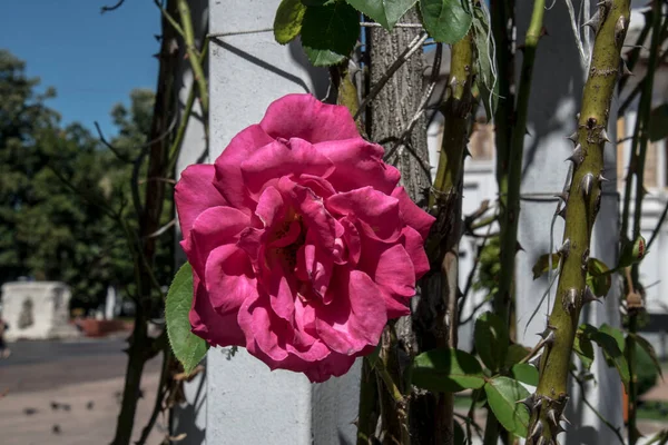 Pink Rose Means Happiness Grace Sweet Joy Being Flower Gentle — ストック写真