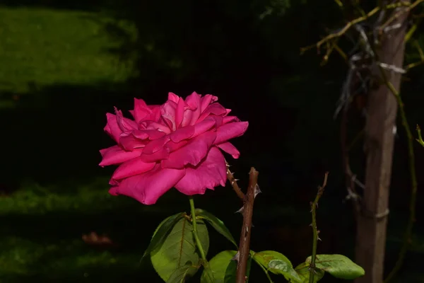 Pink Rose Means Happiness Grace Sweet Joy Being Flower Gentle — Zdjęcie stockowe