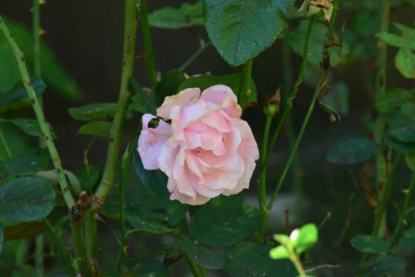 Pink Rose Means Happiness Grace Sweet Joy Being Flower Gentle — Stockfoto