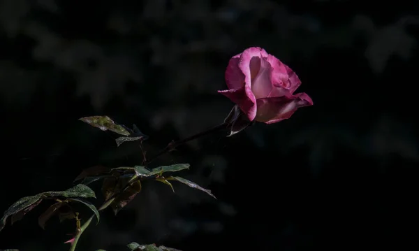 Pink Rose Means Happiness Grace Sweet Joy Being Flower Gentle — стоковое фото