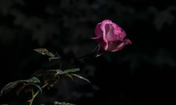 Pink Rose Means Happiness Grace Sweet Joy Being Flower Gentle — Stock Photo, Image