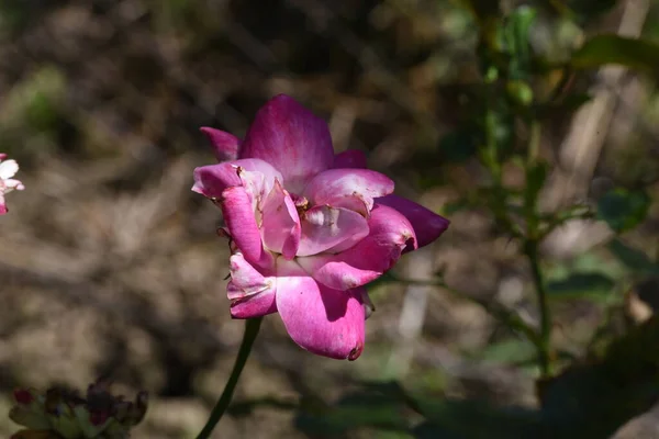 Pink Rose Means Happiness Grace Sweet Joy Being Flower Gentle — Foto Stock