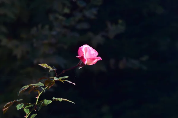 Pink Rose Means Happiness Grace Sweet Joy Being Flower Gentle — Stockfoto