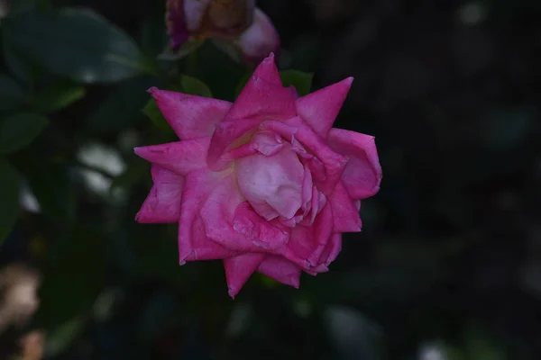 Pink Rose Means Happiness Grace Sweet Joy Being Flower Gentle — Foto de Stock