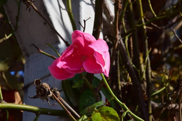 Pink Rose Means Happiness Grace Sweet Joy Being Flower Gentle — Stockfoto