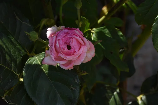 Pink Rose Means Happiness Grace Sweet Joy Being Flower Gentle — Stock Photo, Image