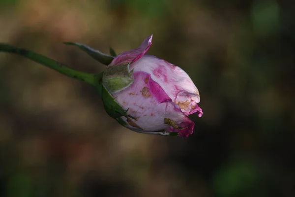 Pink Rose Means Happiness Grace Sweet Joy Being Flower Gentle — Stock Photo, Image