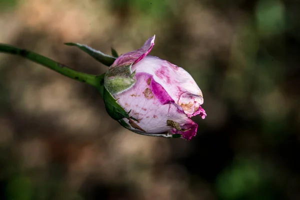 ピンクのバラは 穏やかな感情の花である幸福 優雅さと甘い喜びを意味します それはまた 女性らしさ 洗練と優雅さを象徴する — ストック写真