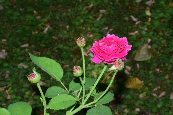 Ροζ Τριαντάφυλλο Σημαίνει Ευτυχία Χάρη Και Γλυκιά Χαρά Όντας Λουλούδι — Φωτογραφία Αρχείου