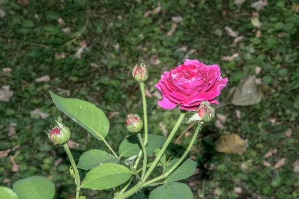 Pink Rose Means Happiness Grace Sweet Joy Being Flower Gentle — Zdjęcie stockowe