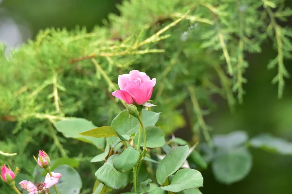 Pink Rose Means Happiness Grace Sweet Joy Being Flower Gentle — Stockfoto