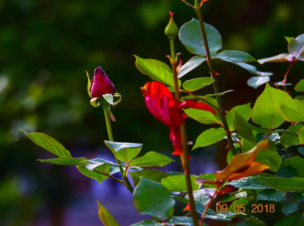 ピンクのバラは 穏やかな感情の花である幸福 優雅さと甘い喜びを意味します それはまた 女性らしさ 洗練と優雅さを象徴する — ストック写真