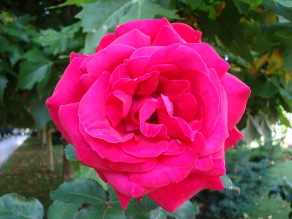 Pink Rose Means Happiness Grace Sweet Joy Being Flower Gentle — Stock Fotó