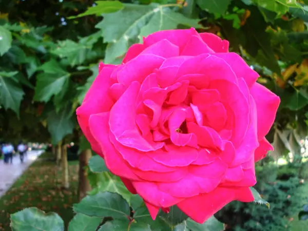 ピンクのバラは 穏やかな感情の花である幸福 優雅さと甘い喜びを意味します それはまた 女性らしさ 洗練と優雅さを象徴する — ストック写真