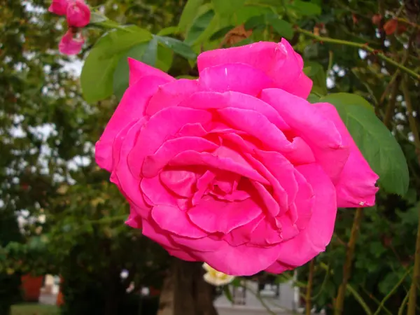 Pink Rose Means Happiness Grace Sweet Joy Being Flower Gentle — Fotografia de Stock