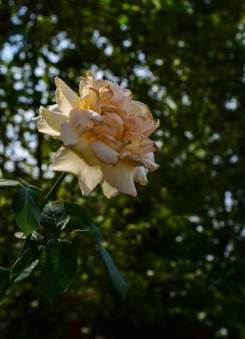 The yellow rose, From the Middle Ages to the Victorian era, the color yellow signifies displeasure, bitterness, envy and betrayal being all symbols read in the offering of yellow roses.