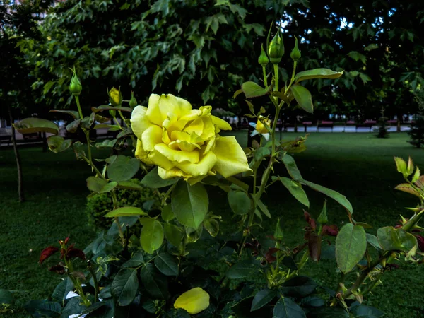 Yellow Rose Middle Ages Victorian Era Color Yellow Signifies Displeasure — стоковое фото