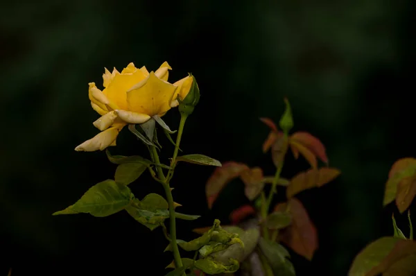 Yellow Rose Middle Ages Victorian Era Color Yellow Signifies Displeasure — Fotografia de Stock