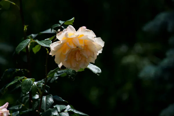 Yellow Rose Middle Ages Victorian Era Color Yellow Signifies Displeasure — Stock Photo, Image