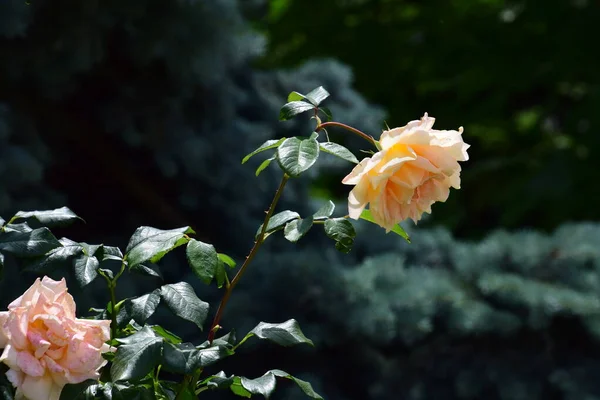 Yellow Rose Middle Ages Victorian Era Color Yellow Signifies Displeasure — Stockfoto