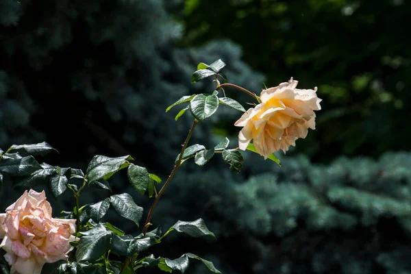 Yellow Rose Middle Ages Victorian Era Color Yellow Signifies Displeasure — Foto Stock