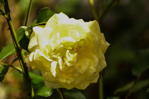 stock image The yellow rose, From the Middle Ages to the Victorian era, the color yellow signifies displeasure, bitterness, envy and betrayal being all symbols read in the offering of yellow roses.