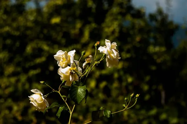 White Roses Symbol Purity Innocence Virtue Sincerity Show Respect Honor — Fotografia de Stock
