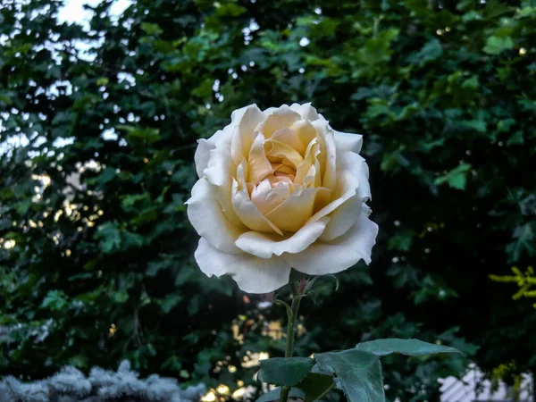 White Roses Symbol Purity Innocence Virtue Sincerity Show Respect Honor — Stockfoto
