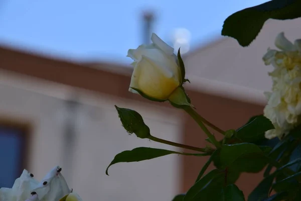 White Roses Symbol Purity Innocence Virtue Sincerity Show Respect Honor — Stockfoto