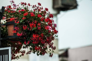 Pelargoniumlar, genellikle sardunya olarak bilinen ve yaklaşık 200 türü kapsayan çiçek açan bitkilerdir. Bu türler bahardan sonbahara kadar çiçek açarlar.