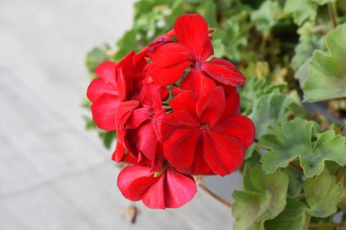 Pelargoniumlar, genellikle sardunya olarak bilinen ve yaklaşık 200 türü kapsayan çiçek açan bitkilerdir. Bu türler bahardan sonbahara kadar çiçek açarlar.
