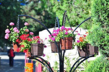 Pelargoniumlar, genellikle sardunya olarak bilinen ve yaklaşık 200 türü kapsayan çiçek açan bitkilerdir. Bu türler bahardan sonbahara kadar çiçek açarlar.