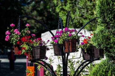 Pelargoniumlar, genellikle sardunya olarak bilinen ve yaklaşık 200 türü kapsayan çiçek açan bitkilerdir. Bu türler bahardan sonbahara kadar çiçek açarlar.