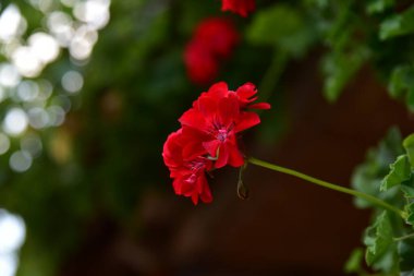 Pelargoniumlar, genellikle sardunya olarak bilinen ve yaklaşık 200 türü kapsayan çiçek açan bitkilerdir. Bu türler bahardan sonbahara kadar çiçek açarlar.