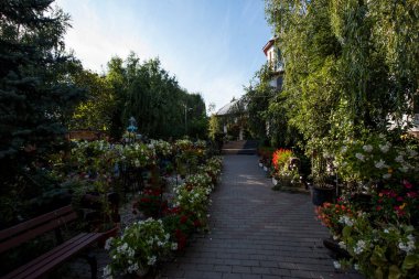 Pelargoniumlar, genellikle sardunya olarak bilinen ve yaklaşık 200 türü kapsayan çiçek açan bitkilerdir. Bu türler bahardan sonbahara kadar çiçek açarlar.