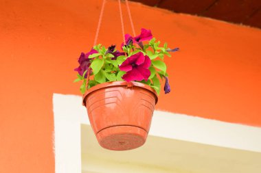 Pelargoniumlar, genellikle sardunya olarak bilinen ve yaklaşık 200 türü kapsayan çiçek açan bitkilerdir. Bu türler bahardan sonbahara kadar çiçek açarlar.