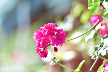 Pelargoniumlar, genellikle sardunya olarak bilinen ve yaklaşık 200 türü kapsayan çiçek açan bitkilerdir. Bu türler bahardan sonbahara kadar çiçek açarlar.