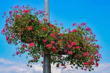 Pelargoniumlar, genellikle sardunya olarak bilinen ve yaklaşık 200 türü kapsayan çiçek açan bitkilerdir. Bu türler bahardan sonbahara kadar çiçek açarlar.