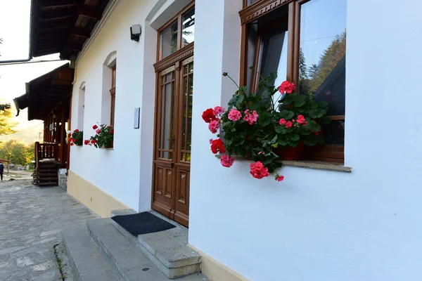 Pelargonien Sind Blühende Pflanzen Die Volksmund Als Geranien Bezeichnet Werden — Stockfoto