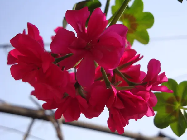 stock image Pelargoniums are flowering plants, popularly known as geraniums, which includes about 200 species. These species bloom from spring to autumn