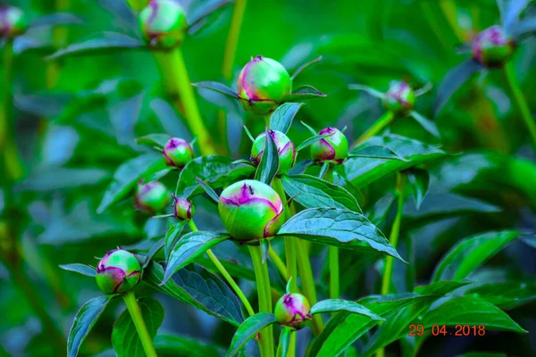 Peony bushes with buds, they are the flowers of May, they are colorful, fragrant and loved not only by people, but also by bees and butterflies.The peonies are pink, white, red or yellow. 
